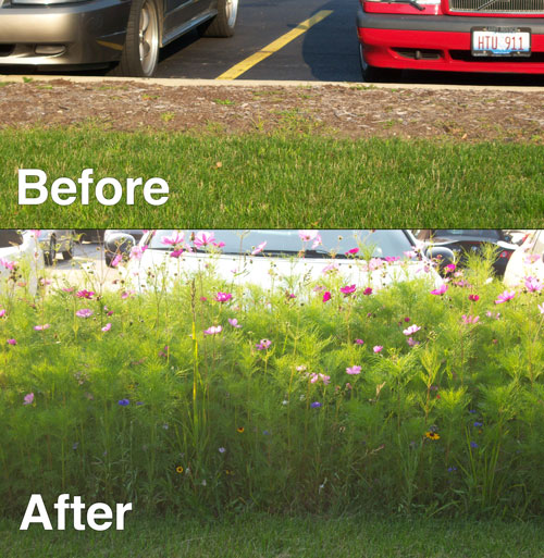 Wildflower before and after
